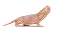 Naked Mole-rat, hairless rat, isolated on wihte Royalty Free Stock Photo