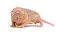 Naked Mole-rat, hairless rat, isolated on wihte