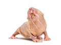 Naked Mole-rat, hairless rat, isolated on wihte