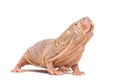 Naked Mole-rat, hairless rat, isolated on wihte Royalty Free Stock Photo