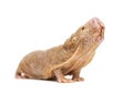 Naked Mole-rat looking up, hairless rat, isolated on wihte Royalty Free Stock Photo
