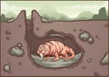 Naked mole rat smiling in it`s burrow