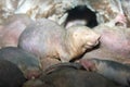 Naked Mole-rats Royalty Free Stock Photo