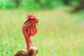 Naked Neck Chicken As Free Range. Domestic Bird On Blurred Background
