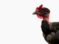 Naked neck chicken breed also called as transylvanian naked neck or Turken. Black hen isolated.