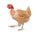 Naked Neck Chicken In Studio
