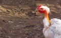 Naked Neck Chicken Transylvanian