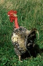 Naked Neck Domestic Chicken, Cockerel standing on Grass Royalty Free Stock Photo