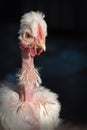 Naked neck white chicken portrait Royalty Free Stock Photo