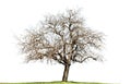 Naked oak tree isolated on white