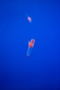 Naked Sea Butterfly or Sea Angel ( Common Clione) in Hokkaido,Ja Royalty Free Stock Photo