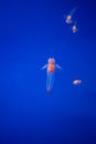 Naked Sea Butterfly or Sea Angel ( Common Clione) in Hokkaido,Japan Royalty Free Stock Photo