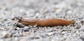 Naked slug climb on a floor