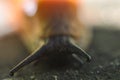 Naked snail in a german forest looking towards the camera