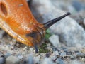 A naked snail on the wrong track