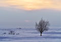 A tree in the middle of a snowy plain 3