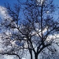 Naked tree with black amber under clear blue sky