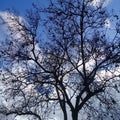 Naked tree with black amber under clear blue sky