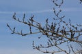 Naked tree branches against the blue sky / Royalty Free Stock Photo