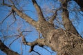 Naked tree branches against the blue sky. Look up Royalty Free Stock Photo