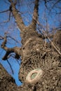 Naked tree branches against the blue sky. Look up Royalty Free Stock Photo