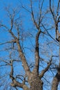 Naked tree branches against the blue sky. Look up Royalty Free Stock Photo