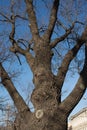 Naked tree branches against the blue sky. Look up Royalty Free Stock Photo