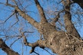 Naked tree branches against the blue sky. Look up Royalty Free Stock Photo