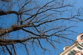 Naked tree branches against the blue sky. Look up Royalty Free Stock Photo