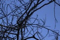 Naked Tree Branches On A Blue Background. Tree branches against blue background Royalty Free Stock Photo