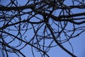 Naked Tree Branches On A Blue Background. Tree branches against blue background Royalty Free Stock Photo