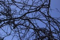 Naked Tree Branches On A Blue Background. Tree branches against blue background Royalty Free Stock Photo