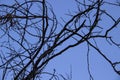 Naked Tree Branches On A Blue Background. Tree branches against blue background Royalty Free Stock Photo