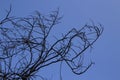 Naked Tree Branches On A Blue Background. Tree branches against blue background Royalty Free Stock Photo