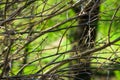 Naked tree branches with buds in spring time green foliage background, awakening nature, tranquility