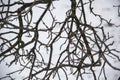 Naked Tree Branches On A White Background. Tree branches against white background Royalty Free Stock Photo