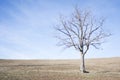 Naked tree on dry land Royalty Free Stock Photo