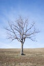 Naked tree on dry land Royalty Free Stock Photo