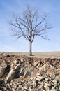Naked tree on dry land Royalty Free Stock Photo