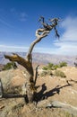 Denuded Old Twisted Tree overlooking the Grand Canyon Royalty Free Stock Photo