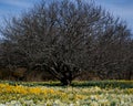 Naked tree in field of dafodils