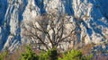 Naked tree on grey mountain background