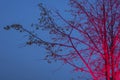 Naked tree highlighted with pink against blue sky. Closeup view