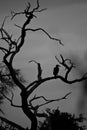 Hornbill on tree silhouette