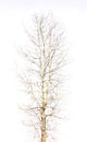 Naked Tree on Isolated White Background Royalty Free Stock Photo