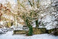 Naked Tree with its Trunk Covered with Green Climbing Plant in a Snowy Scenic in Greece