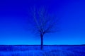 Naked tree by night. Loneliness and quite landscape