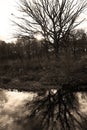 Naked Tree Reflected in Ripply Water of DuPage River