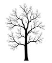 Naked tree. Silhouette of dead trees isolated on white background. Black and white. vector illustration Royalty Free Stock Photo