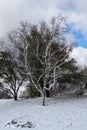 Naked tree in winter surrounded by snow